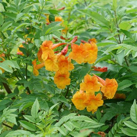 orange valls|Gardening: Plant Finder